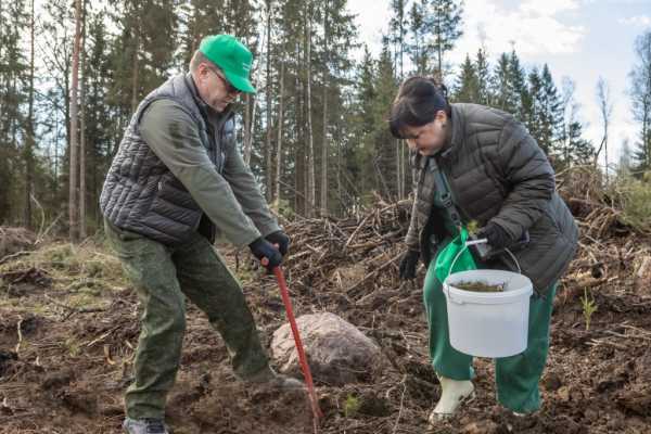 Поработали с энтузиазмом. Представители ФПБ на республиканском субботнике высадили лес под Борисовом