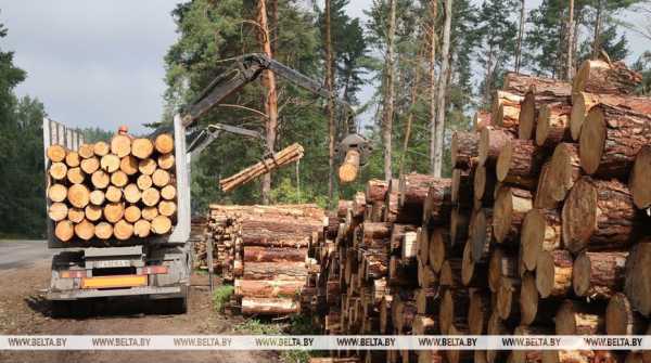 Лесхозы Беларуси заготовили более 1 млн куб.м ветровально-буреломной древесины