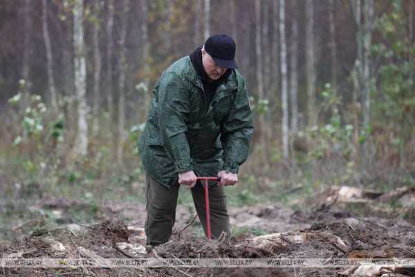 Лукашенко дал старт республиканской акции по восстановлению леса, пострадавшего после стихии