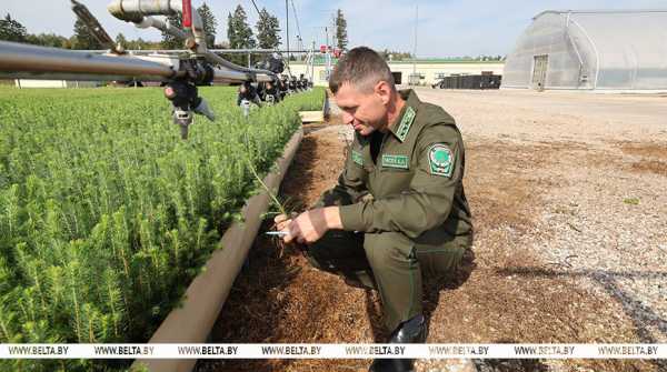 Александр Лукашенко назвал важнейшие задачи, стоящие перед лесным комплексом Беларуси