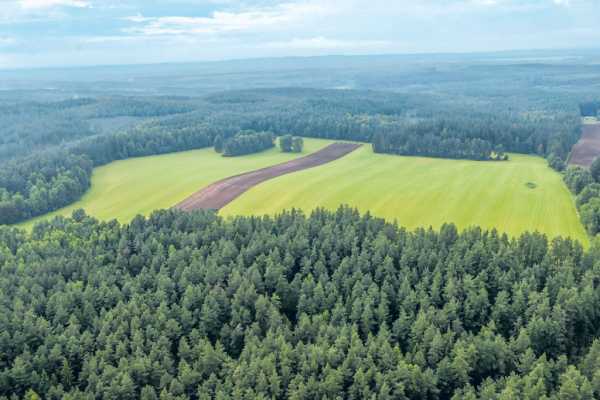 Интересно: сколько зарабатывают работники леса в Беларуси?