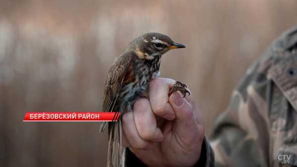 Обновленное издание Красной книги представили в Беларуси